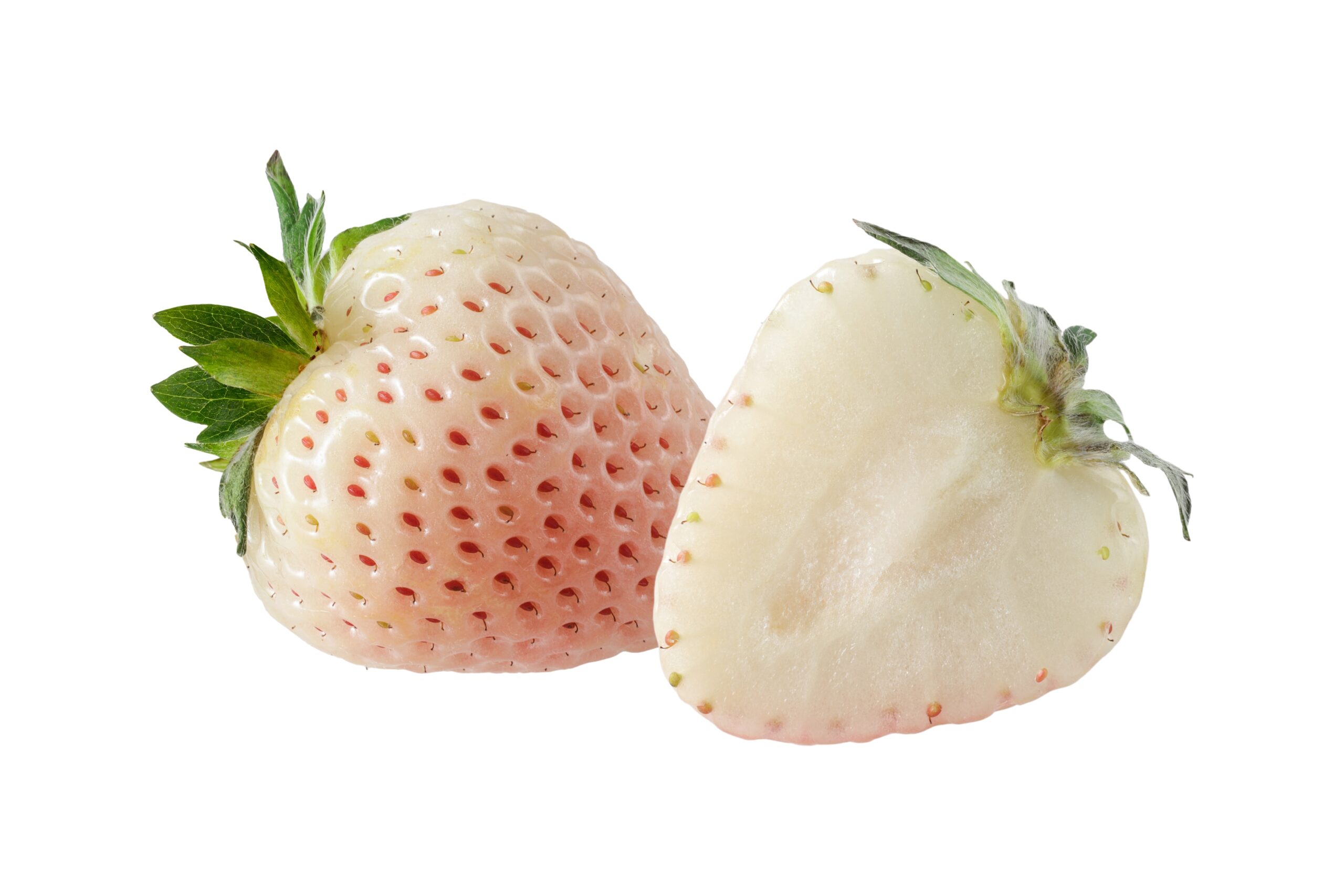 ミルキーベリー