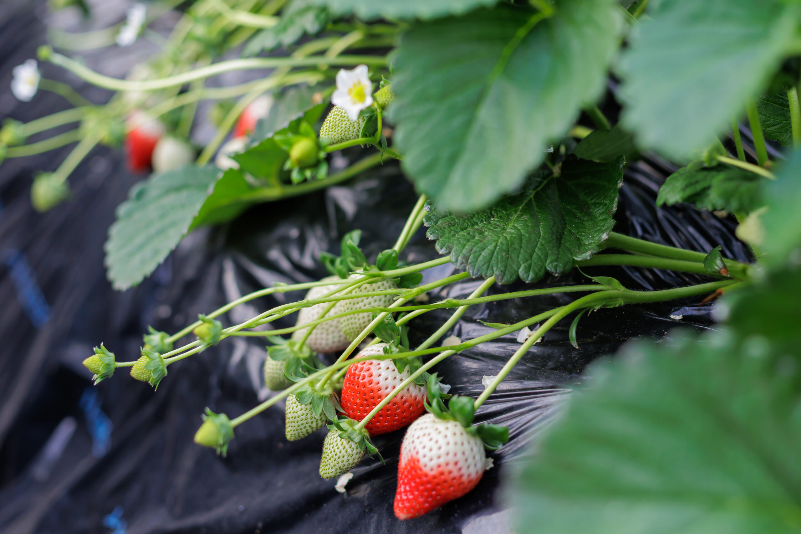 丹精込めて育てたいちご