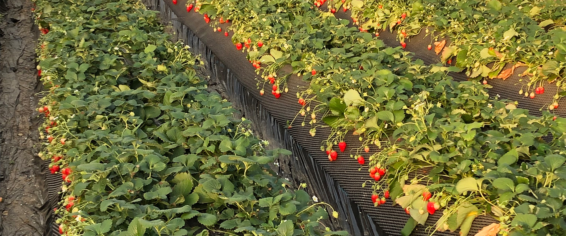 長谷川いちご園