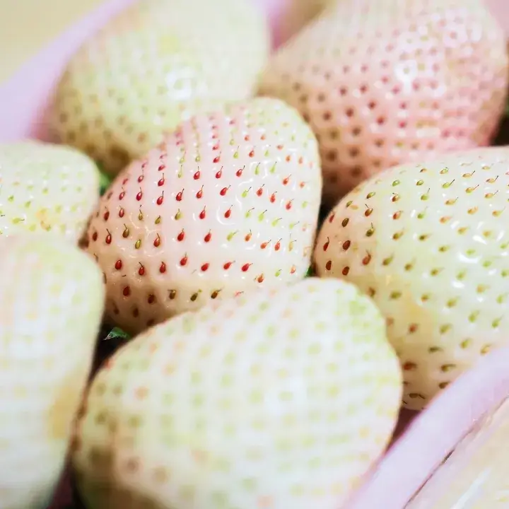 ミルキーベリー